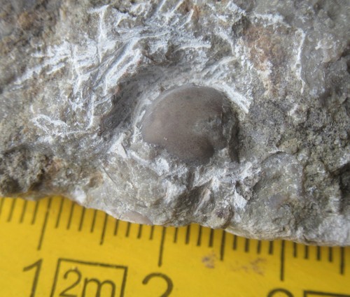 Trilobit stenopareia - stenopareia,