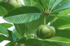 SAMEN Exot Pflanzen exotisches