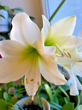 Amaryllis Mont Blanc