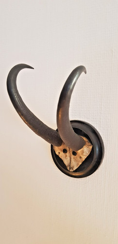 Altes geweih gamsbock gämse - altes, gamsbock/gämse