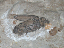 Kreide  Bisher unbekanntes