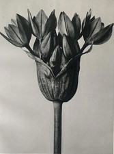 1929 Karl Blossfeldt Druck -