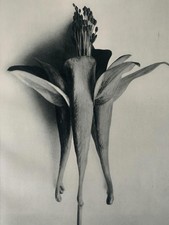 1929 Karl Blossfeldt Druck -