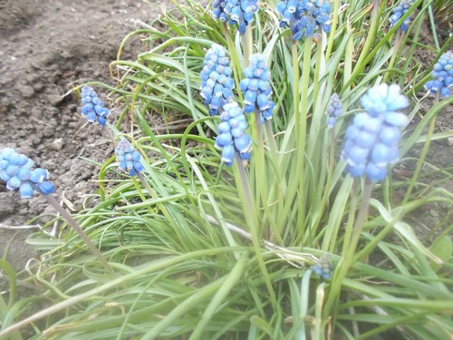 Traubenhyazinthe blau 20 - traubenhyazinthe,,