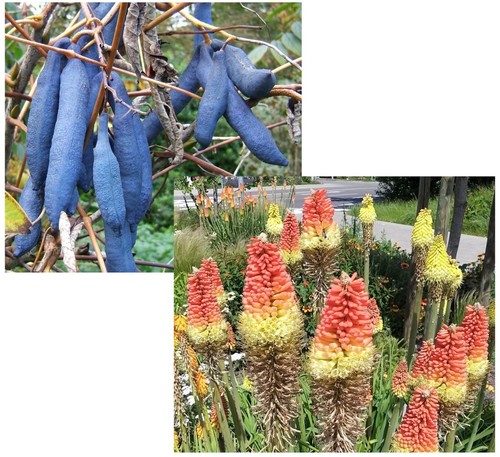 Super blumen samen sparset - super,