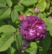 Historische Rose Cardinal de