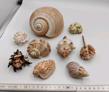 Muschelsammlung Schnecken