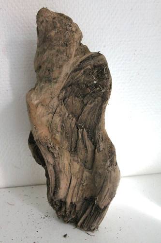 Schwemmholz treibholz - schwemmholz,