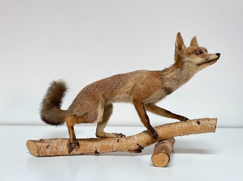 Ausgestopfte tiere fuchs in - tiere,