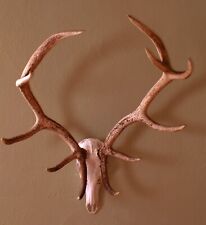 Schönes ungerades 12ender Hirschgeweih   Red deer Trophy