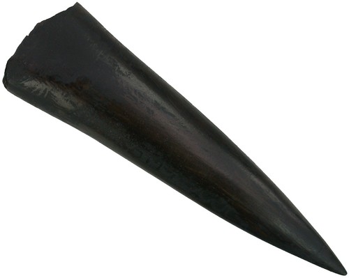 Dogger megateuthis gigantea - dogger,