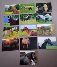 13 Pferdepostkarten