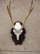 Hirschgeweih / Geweih / echtes Hirschgeweih