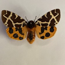 Entomologie*Actia caja*Ex