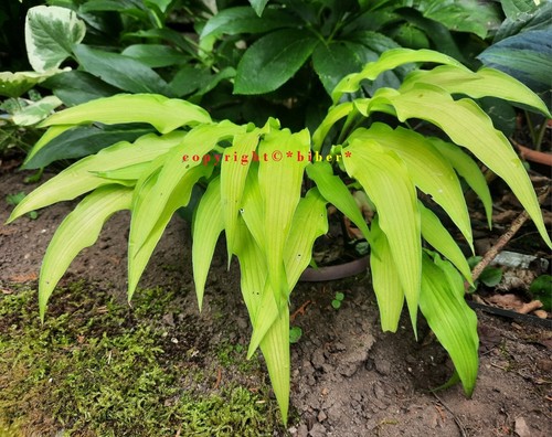 Hosta curly fries funkie - hosta, *curly