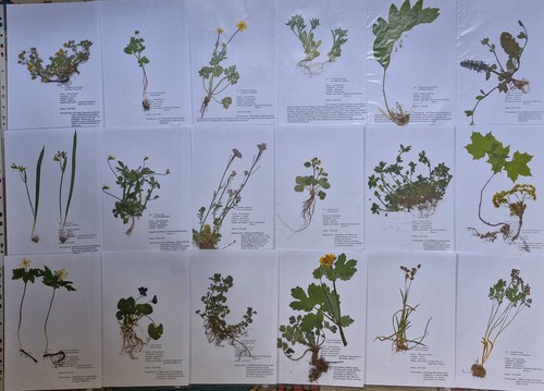 Herbarium pflanzen mit - herbarium,
