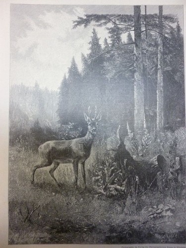 Orig holzstich rehe - -,