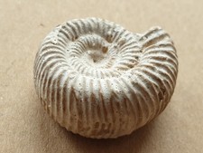 Top Perisphinctes sp. - Malm