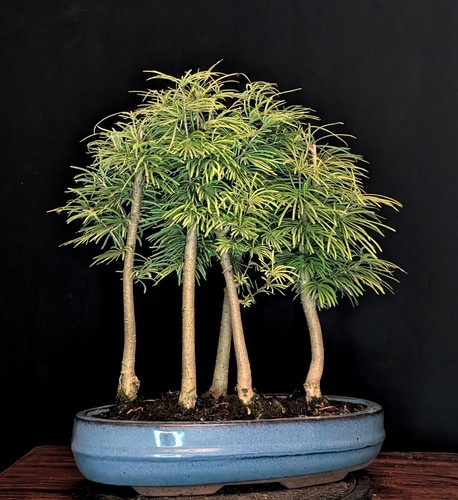 Bonsai goldlärche pseudolarix - goldlÄrche,