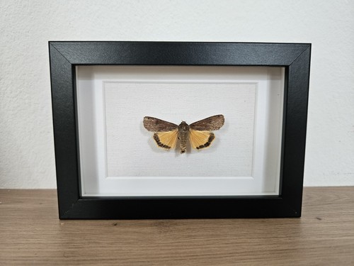 Hausmutter noctua pronuba - hausmutter,