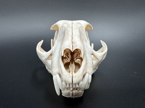 Caracal schädel - schädel, –