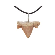 Haifischzahn Anhänger, in