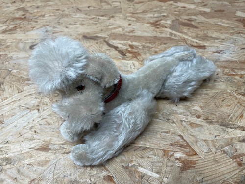 Alter hund pudel - alter,