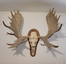 Echtes Elchgeweih aus dem