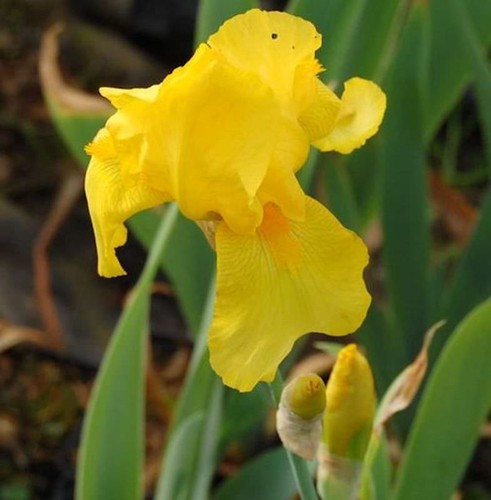Schwertlilie ola kala iris - schwertlilie,