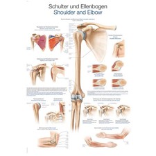 Erler Zimmer anatomische