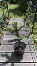 1 x Araucaria Araucana -