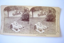 Stereographie Stereobild Die Lieblinge der Familie von 1894