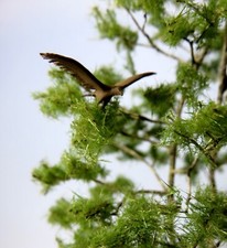 ( 1:160 ) Adler ausgebreitete