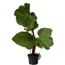 Rhabarber Holsteiner Blut