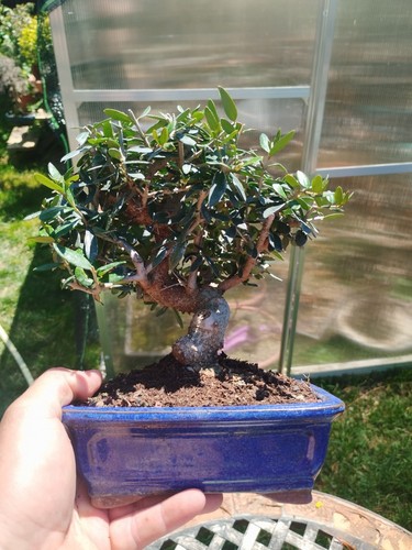 Bonsai olea europaea - olea,