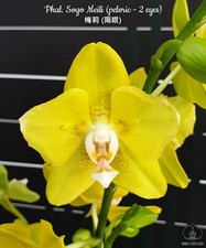 Phalaenopsis Sogo Meili (peloric - 2 eyes)