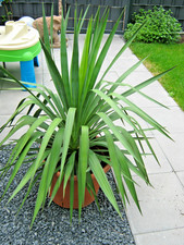 Baby Yucca Palme ~