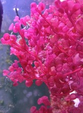 Rote Meerwasser Alge Botryocladia