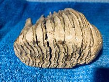 Zahn von einem Mammut - Kind  ( sehr, sehr selten ! )  - ORIGINAL ! -