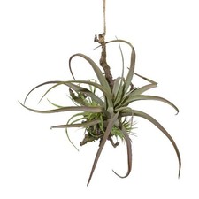artplants Kunst Tillandsien