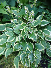 Hosta Funkie " Little Wonder "