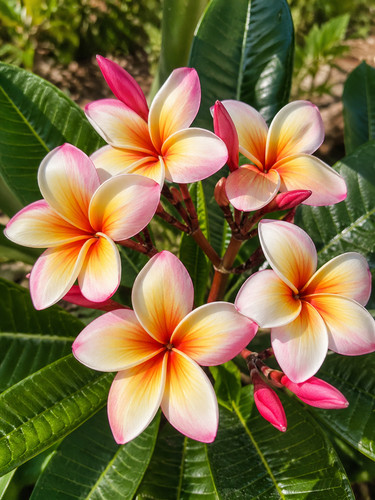 8000202 frangipani plumeria - frangipani, 1