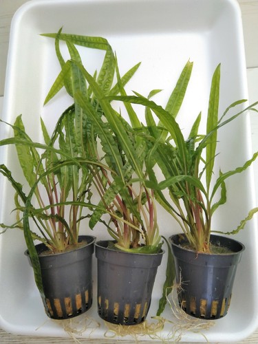 Topf cryptocoryne crispatula - cryptocoryne,