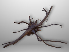 Schwarze Moorwurzel *59cm* /