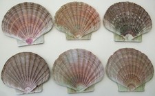 6x Große Pilgermuschel Jakobsmuschel Pecten maximus flach ca. 14 x 12 cm