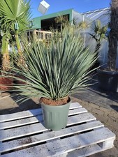 Yucca rostrata 90–120cm Blaue Palmlilie winterhart Yuccapalme Stammansatz Garten