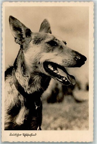 39159472 schaeferhund - 39159472,