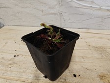Dionaea Muscipula "Maroon"