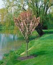 Malus 'Adirondack', Zierapfel, 150–200 cm, kompakt und robust