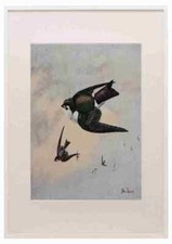 Brooks Birds of Washington